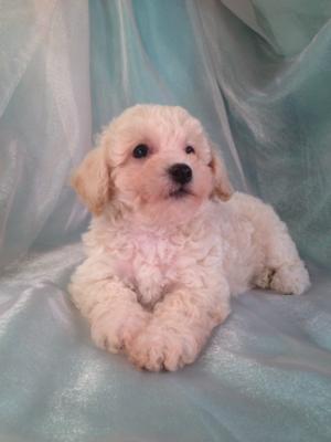 Cream Male Bichon Poo for sale DOB 6/29/15 $875